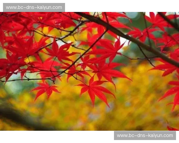 新英格兰vs全球审美:在那片红叶与古砖交织的土地,找回迷失的灵魂 新英格兰vs全球审美:在那片红叶与古砖交织的土地,找回迷失的灵魂